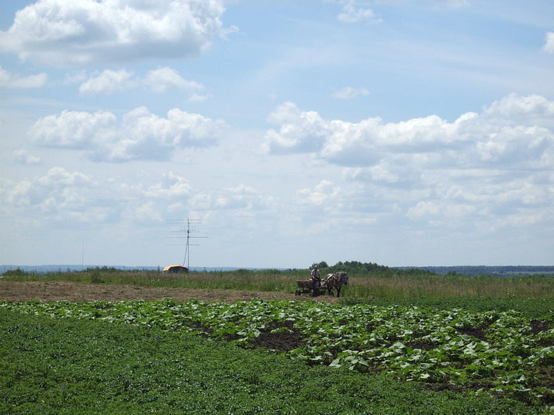 54) лошадка